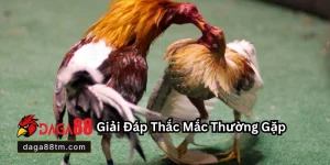 Daga88 🎖️ Xem Đá Gà 88 Trực Tiếp Thomo Hôm Nay Full HD