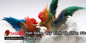 Tin tức - DAGA88