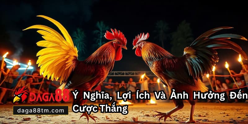 Cắt Tai Tích Cho Gà Chọi - Tối Ưu Sức Chiến Đấu Cùng Daga88