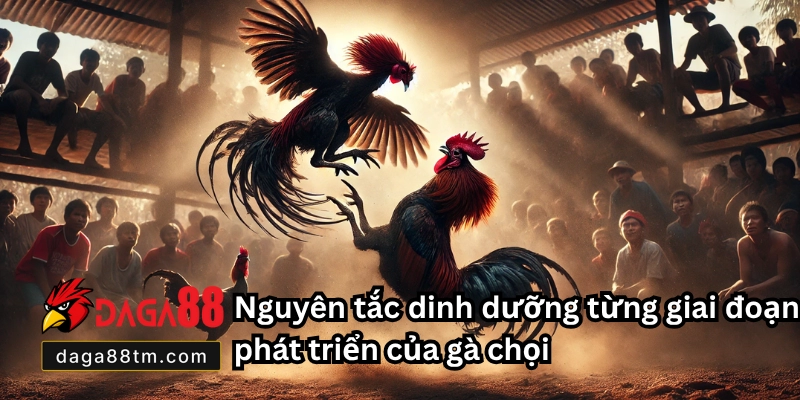 Chế Độ Dinh Dưỡng Cho Gà Chọi - Bí Quyết Tại Daga88