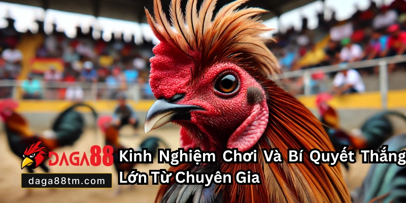 Đá Gà Mỹ Daga88 - Sân Chơi Cá Cược Sống Động Nhất 2026