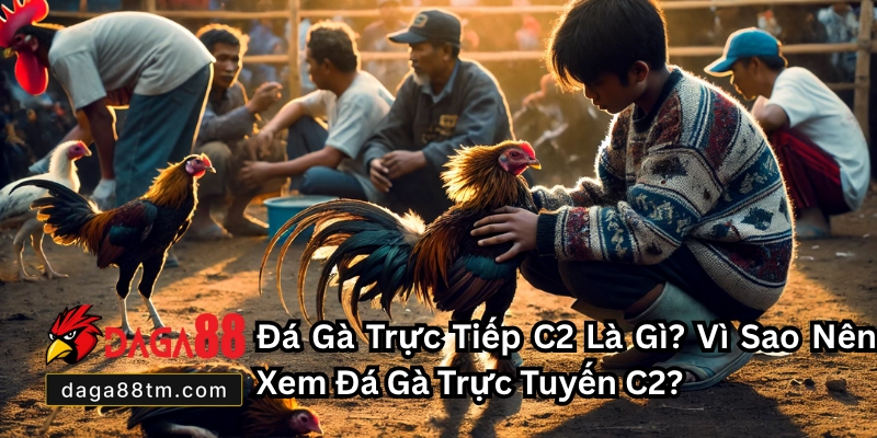 Đá Gà Trực Tiếp C2 - Cập Nhật Lịch Thi Đấu Mới Nhất 2026