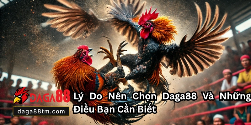 Đá Gà Trực Tiếp C3 Daga88 - Xem Live Cá Cược Hấp Dẫn Đá Gà Trực Tiếp C3 Daga88 - Xem Live Cá Cược Hấp Dẫn