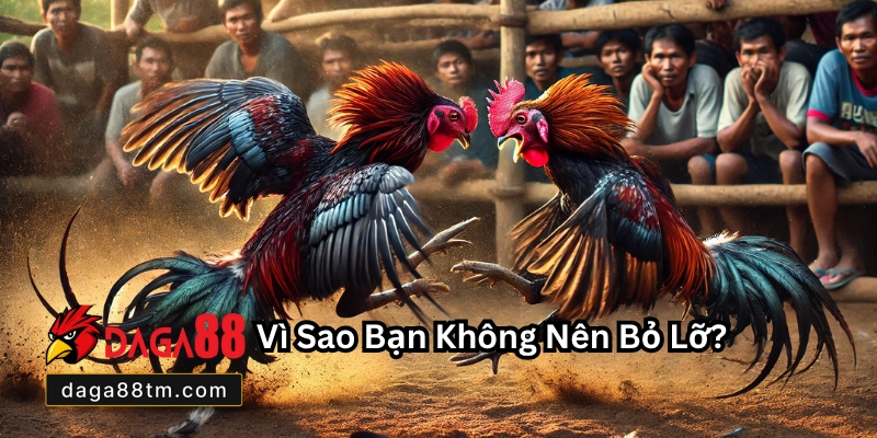Đá Gà Trực Tiếp C4 Daga88 - Trải Nghiệm Cá Cược Online
