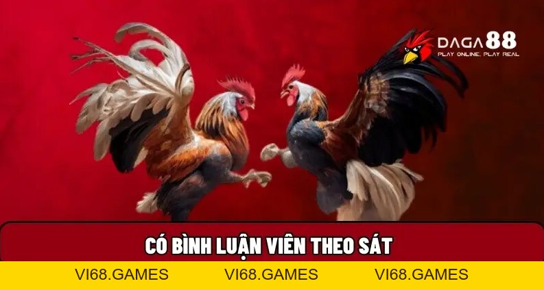 Daga88 🎖️ Xem Đá Gà 88 Trực Tiếp Thomo Hôm Nay Full HD