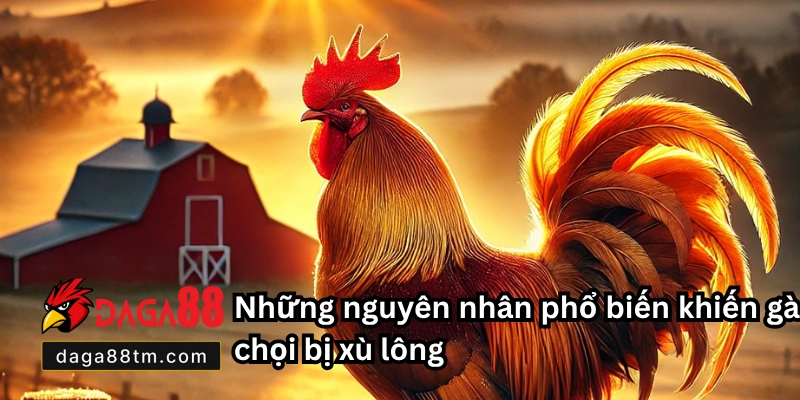 Gà Chọi Bị Xù Lông - Tìm Hiểu Nguyên Nhân Tại Daga88