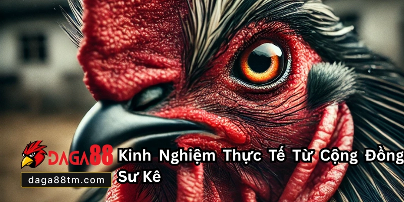 Cách Nuôi Gà Chọi - Daga88 Hướng Dẫn Chi Tiết Cho Tân Thủ