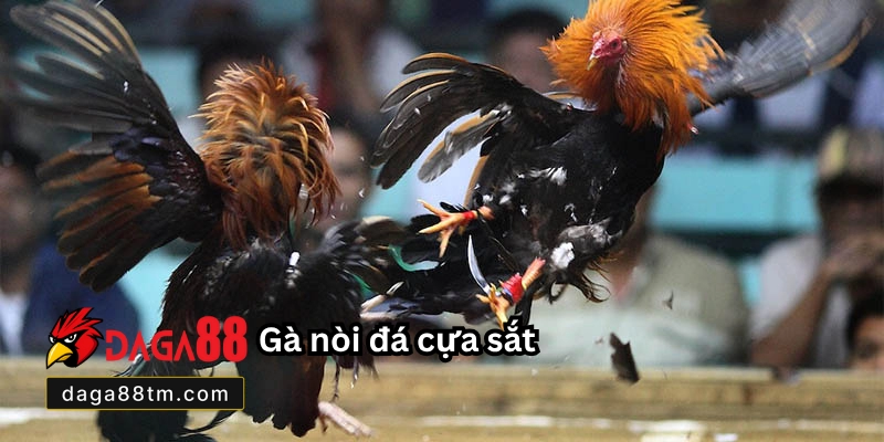 Giống Gà Đá Cược Sắt Hay Daga88 - Cách Chọn Gà Chuẩn