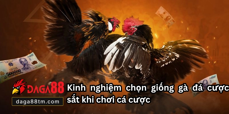 Cách Nuôi Gà Chọi - Daga88 Hướng Dẫn Chi Tiết Cho Tân Thủ