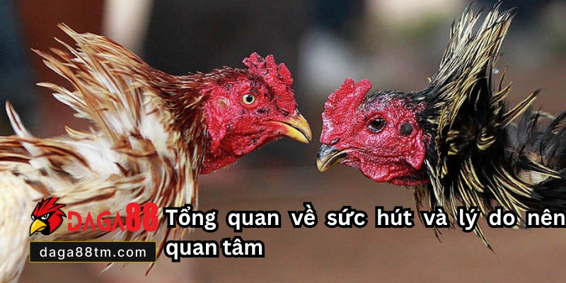 Giống Gà Đá Cược Sắt Hay Daga88 - Cách Chọn Gà Chuẩn