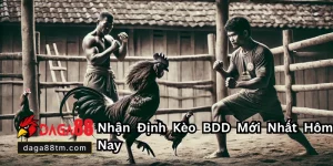 Daga88 🎖️ Xem Đá Gà 88 Trực Tiếp Thomo Hôm Nay Full HD