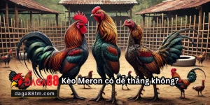 Daga88 🎖️ Xem Đá Gà 88 Trực Tiếp Thomo Hôm Nay Full HD