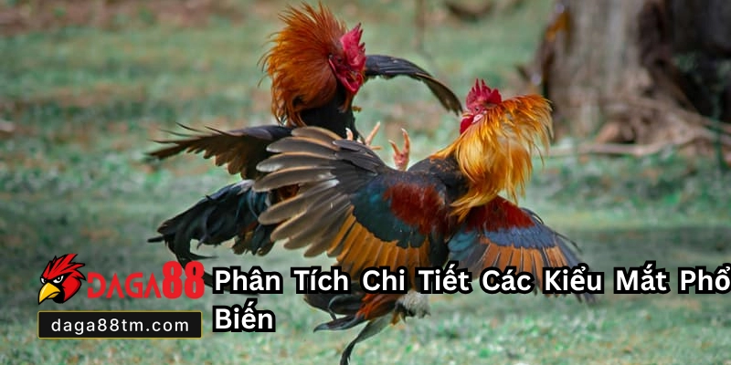 Kiểu Mắt Gà Chọi Đá Hay Daga88 - Cách Chọn Gà Đá Hay