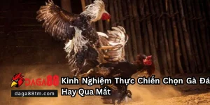 Tin tức - DAGA88
