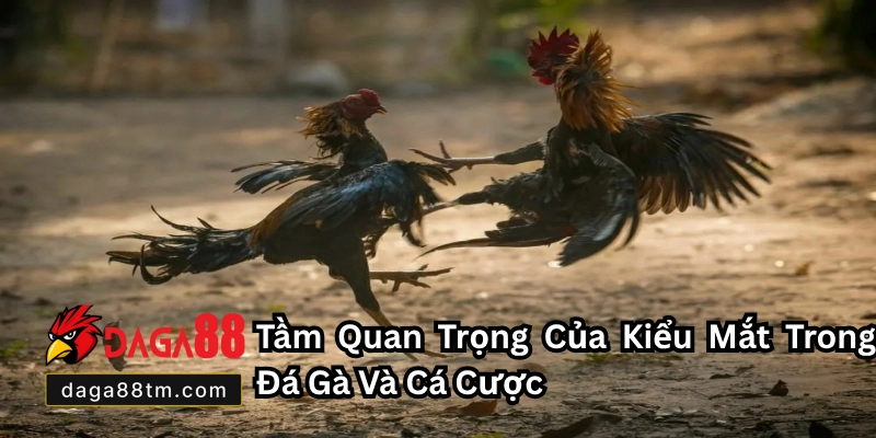 Kiểu Mắt Gà Chọi Đá Hay Daga88 - Cách Chọn Gà Đá Hay