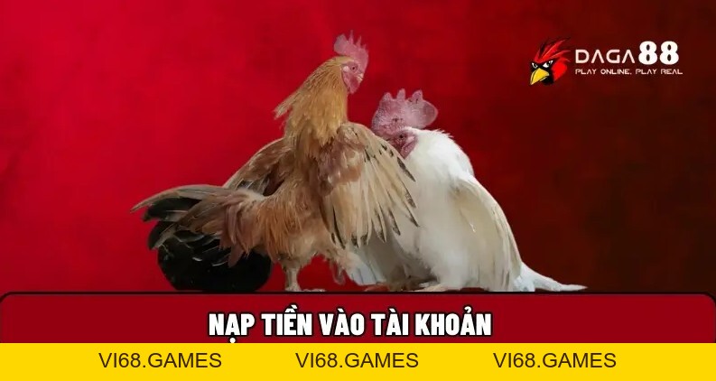 Daga88 🎖️ Xem Đá Gà 88 Trực Tiếp Thomo Hôm Nay Full HD