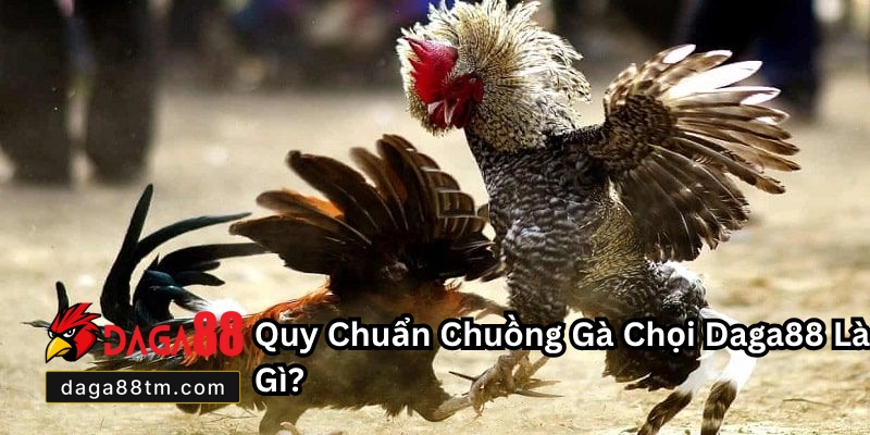 Quy Chuẩn Chuồng Gà Chọi - Khám Phá Cùng Daga88