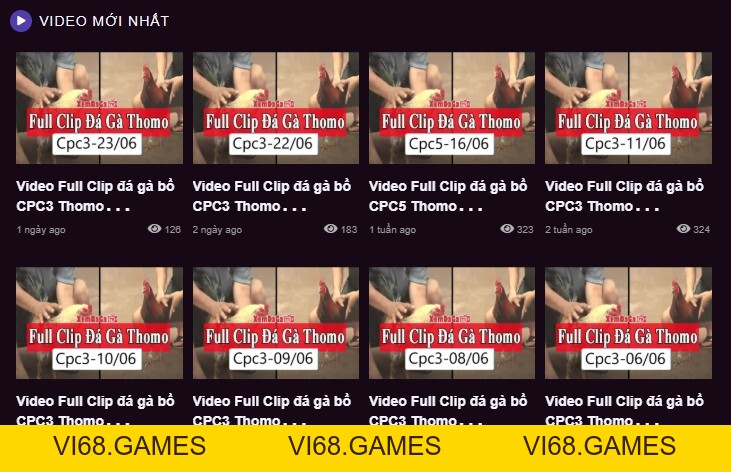 Daga88 🎖️ Xem Đá Gà 88 Trực Tiếp Thomo Hôm Nay Full HD