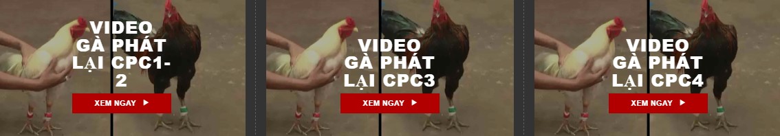 Daga88 🎖️ Xem Đá Gà 88 Trực Tiếp Thomo Hôm Nay Full HD
