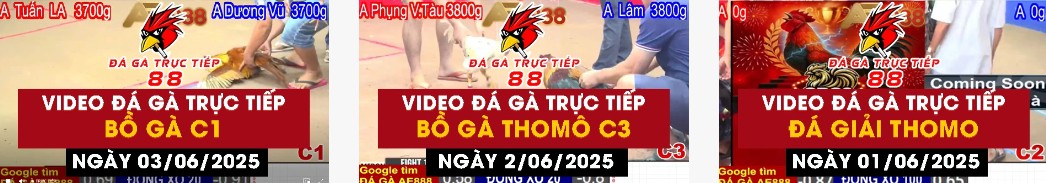 Daga88 🎖️ Xem Đá Gà 88 Trực Tiếp Thomo Hôm Nay Full HD
