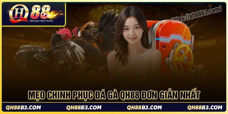 Đá gà QH88 - Sân chơi đá gà trực tuyến uy tín an toàn