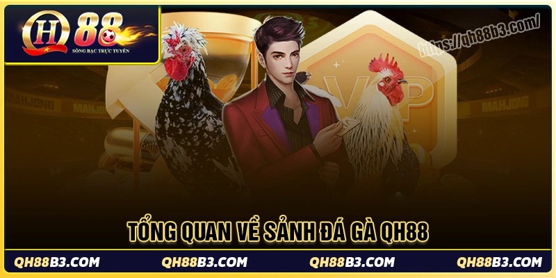 Đá gà QH88 - Sân chơi đá gà trực tuyến uy tín an toàn